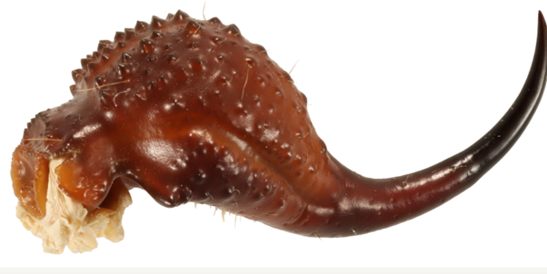 True color picture of the stinger of the Granulated thicktail scorpion (Parabuthus granulatus) True color picture of the stinger of the Granulated thicktail scorpion (Parabuthus granulatus)